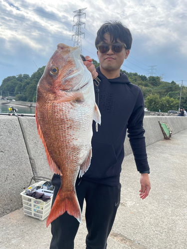 マダイの釣果