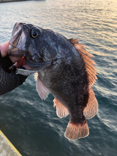 ソイの釣果