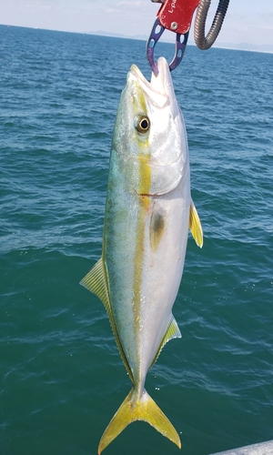 ハマチの釣果