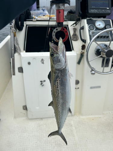 サゴシの釣果