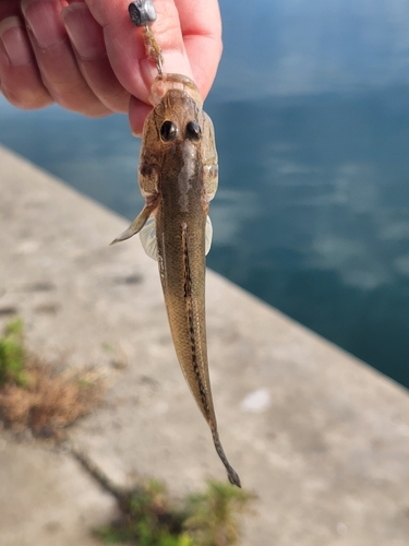 マハゼの釣果