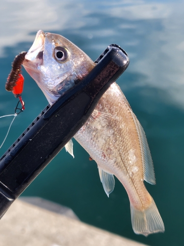 イシモチの釣果