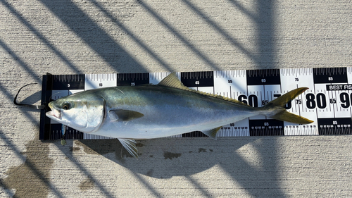 メジロの釣果