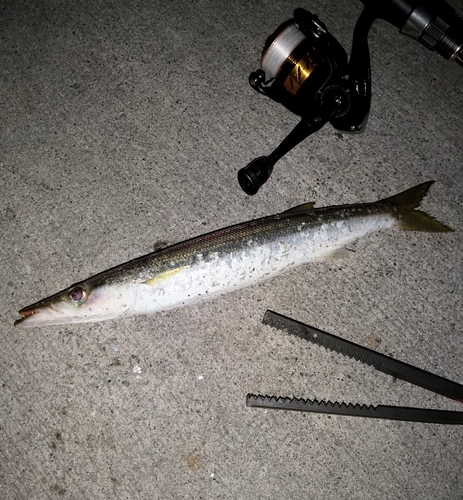 カマスの釣果