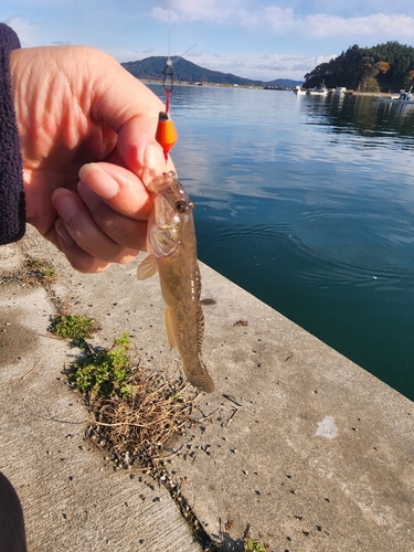 マハゼの釣果