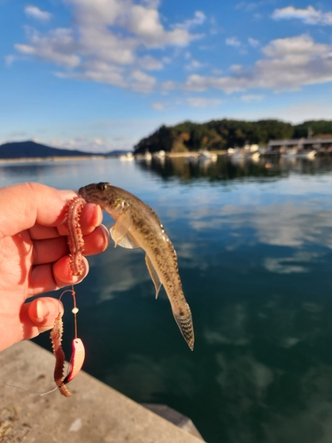 マハゼの釣果