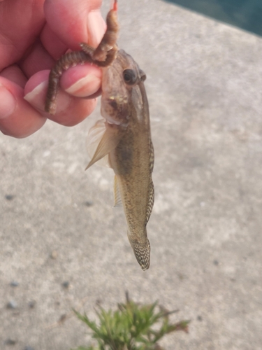 マハゼの釣果