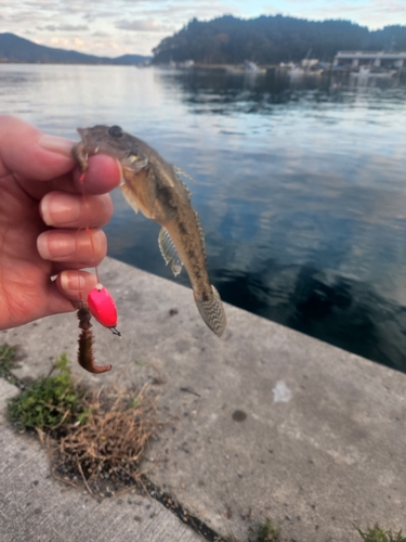 マハゼの釣果