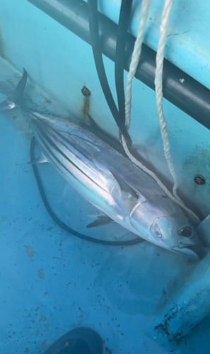 カツオの釣果