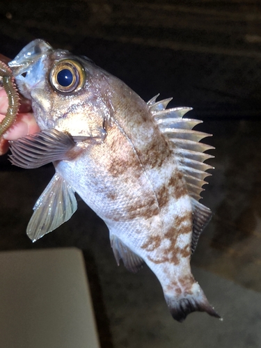 シロメバルの釣果