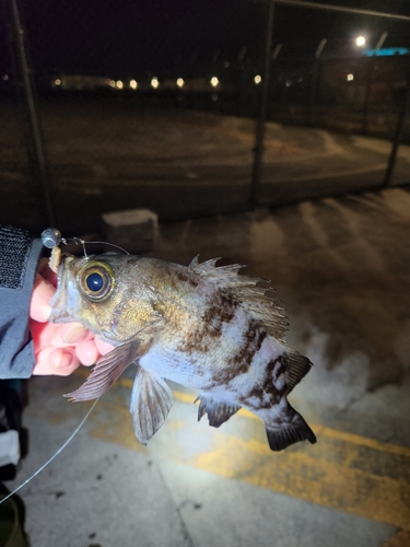 シロメバルの釣果