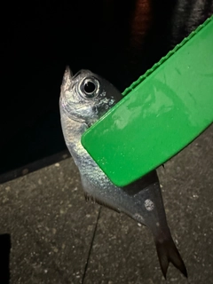 ハタンポの釣果