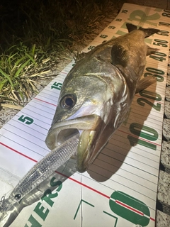 シーバスの釣果