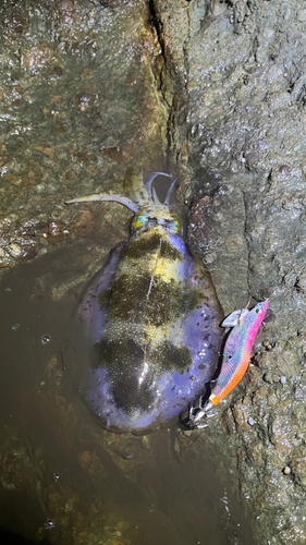 アオリイカの釣果