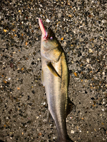 シーバスの釣果