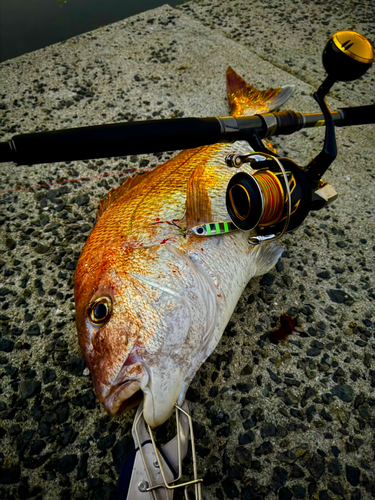 マダイの釣果