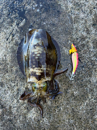 アオリイカの釣果