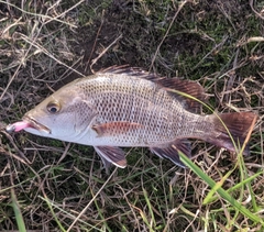 ゴマフエダイの釣果