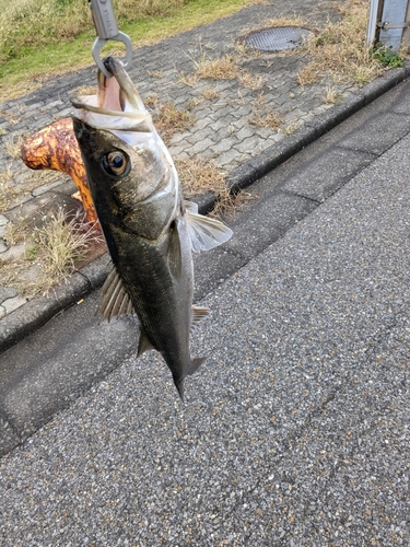 スズキの釣果