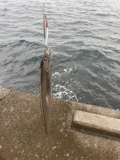 タチウオの釣果