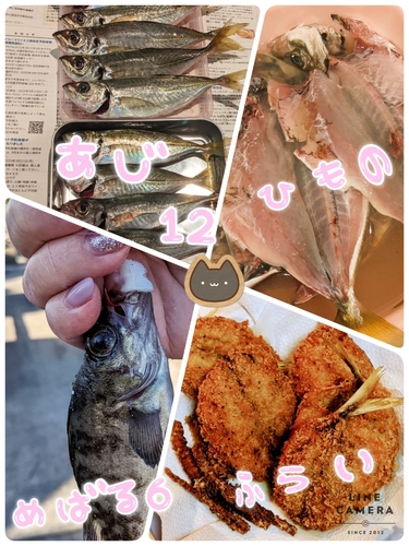 アジの釣果