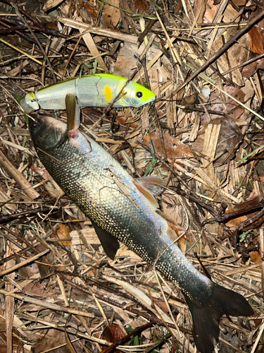 ウグイの釣果