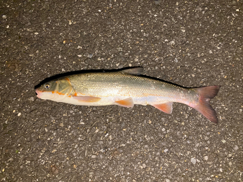 マルタウグイの釣果