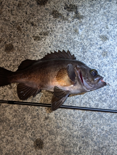 メバルの釣果