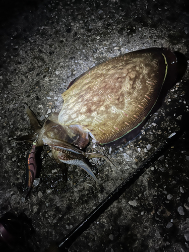 モンゴウイカの釣果