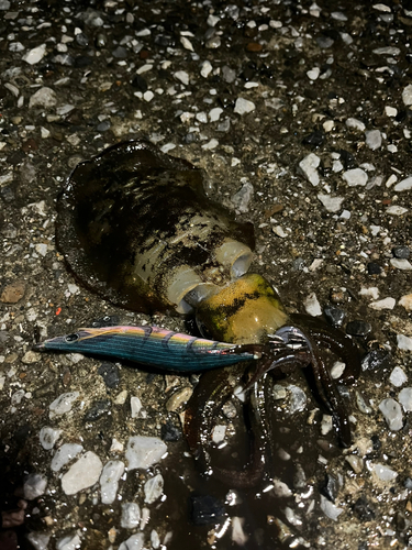 アオリイカの釣果