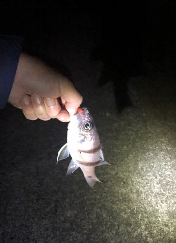 ヨコスジイシモチの釣果