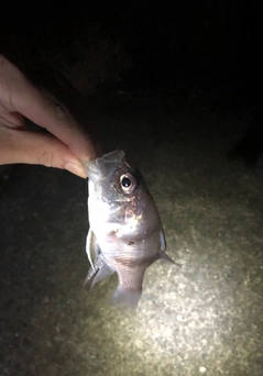 ヨコスジイシモチの釣果