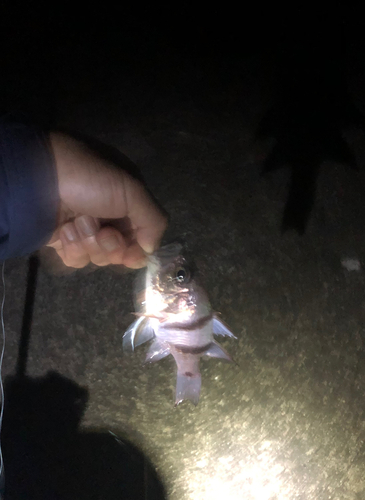 ヨコスジイシモチの釣果