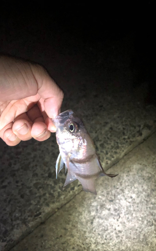 ヨコスジイシモチの釣果