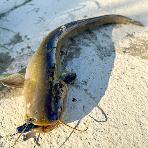 ナマズの釣果