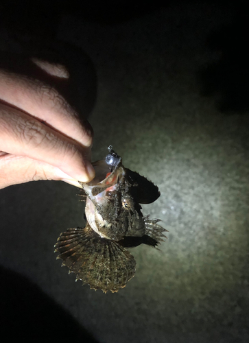 オニカサゴの釣果