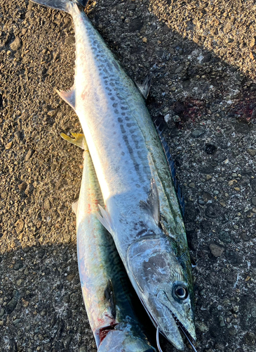 サゴシの釣果