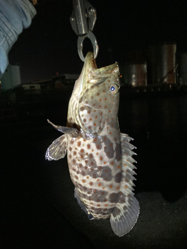 チャイロマルハタの釣果