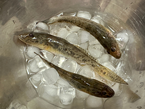 マハゼの釣果