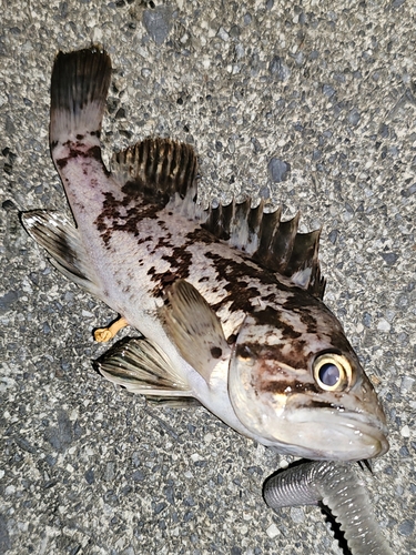 クロソイの釣果