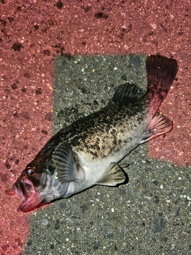 クロソイの釣果