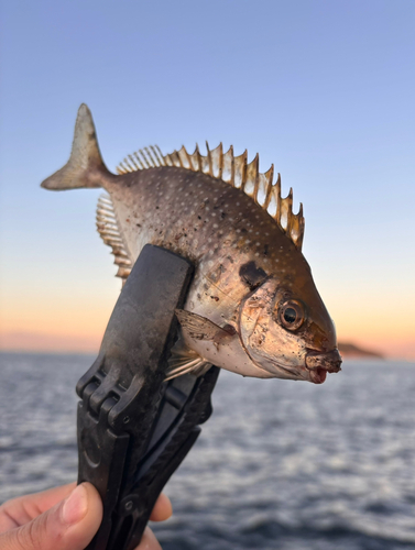 クサフグの釣果