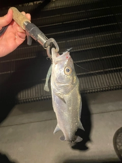 フッコ（マルスズキ）の釣果