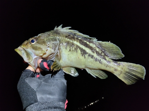 シマソイの釣果