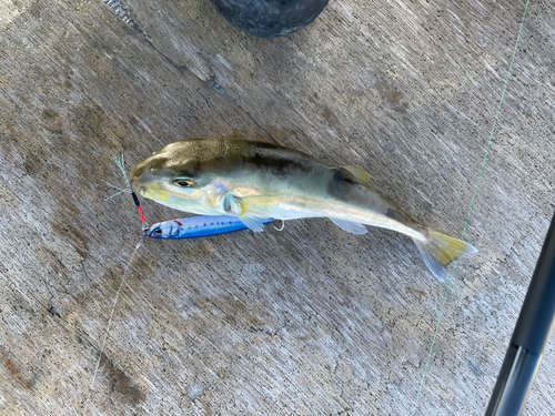 シロサバフグの釣果