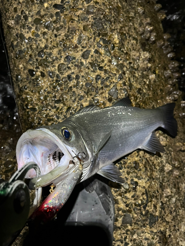 ヒラスズキの釣果