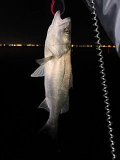 スズキの釣果