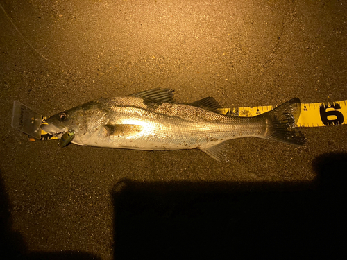 シーバスの釣果