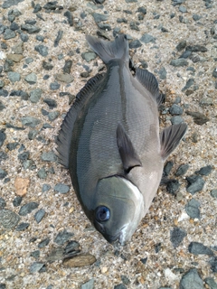 オナガグレの釣果