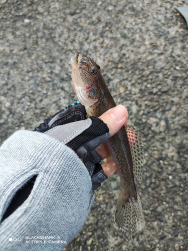 ハゼの釣果